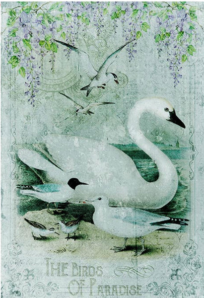 Animals Swan 0126