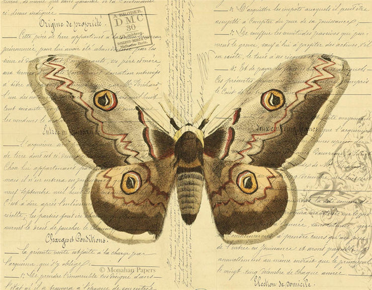 White Wing Tipped Flyer (020) X486