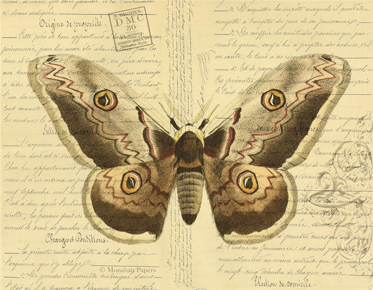 White Wing Tipped Flyer (020) X486