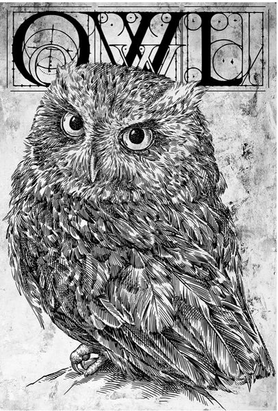 Animals  Owl 0152