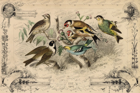 Cottage Birds JRV