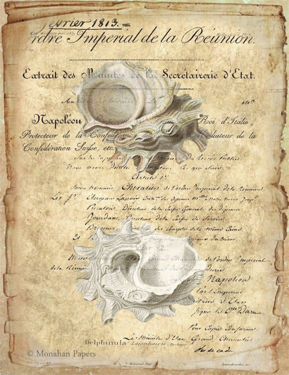 Delphinula Shell (014) X263