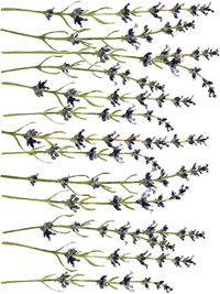 Painterly Florals IOD Transfer