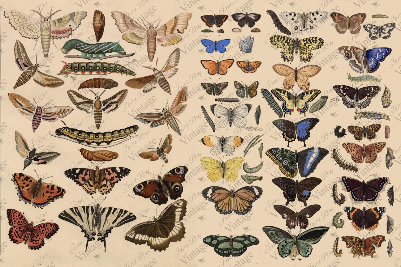 Scientific Butterfly JRV