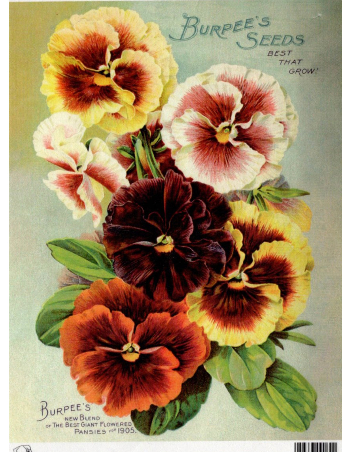 Burpees Seeds Pansies 1905