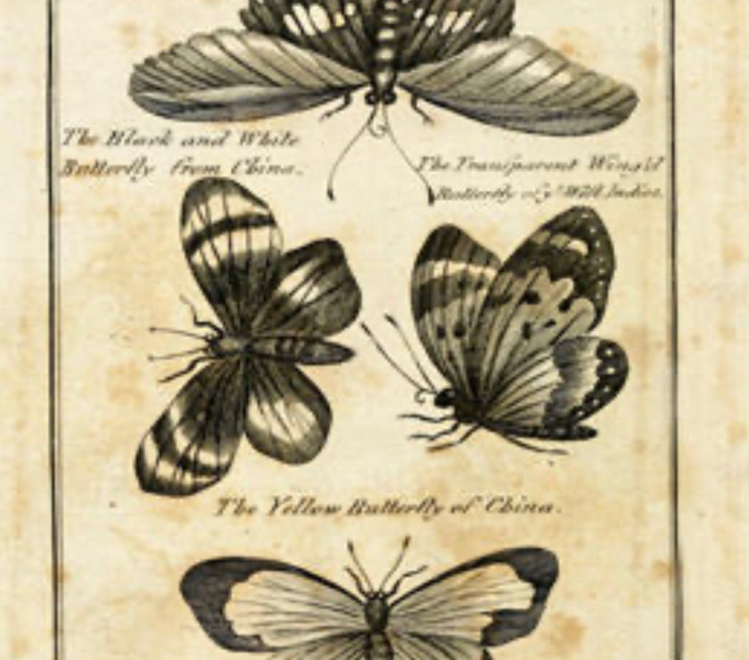 Black Butterflies (020) X505