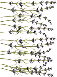 Painterly Florals IOD Transfer