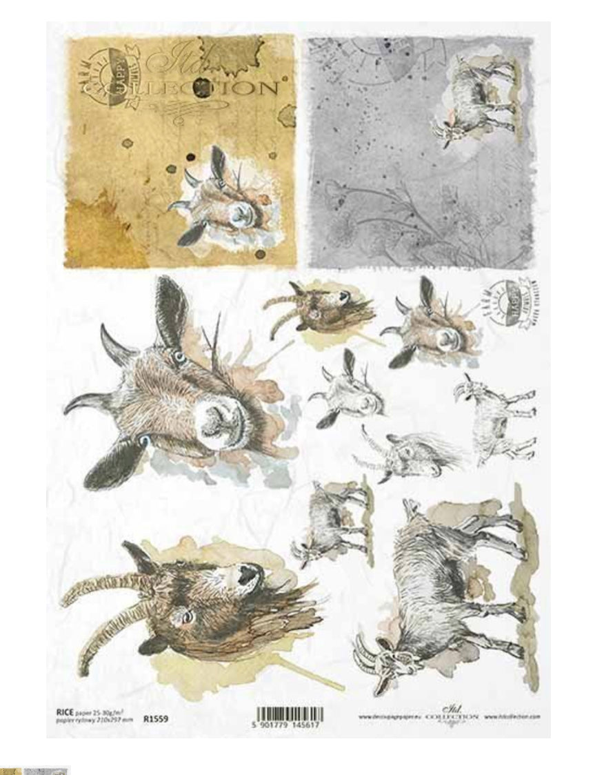 Goat Portraits  1559