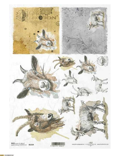 Goat Portraits  1559