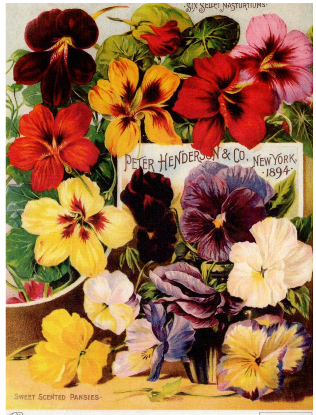 Peter Henderson Scented Pansies 1894