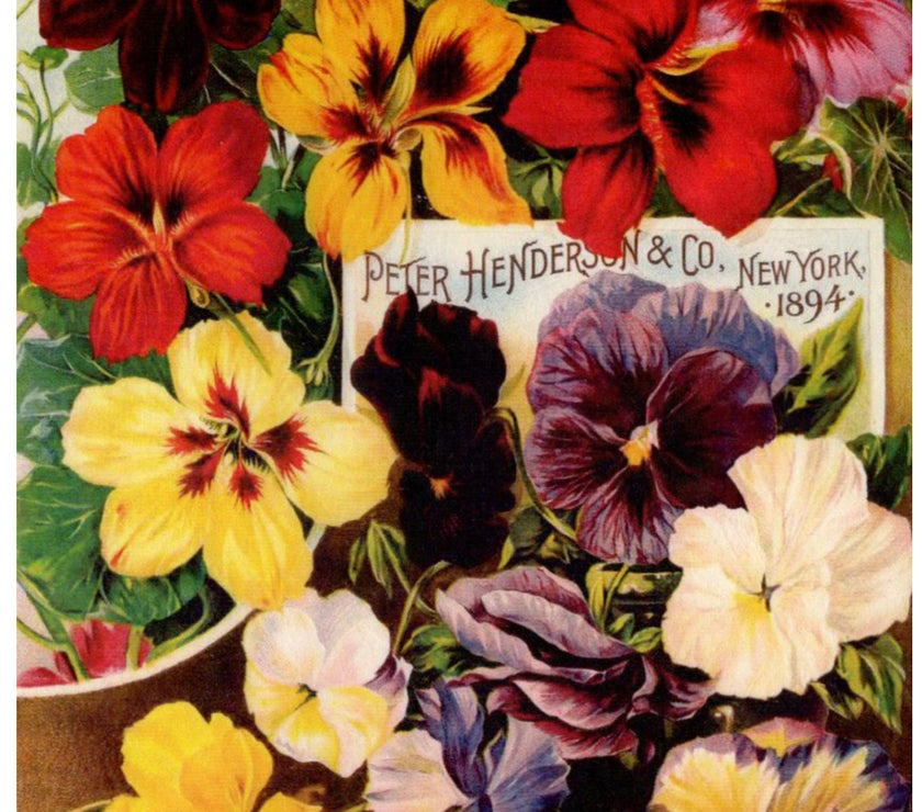 Peter Henderson Scented Pansies 1894