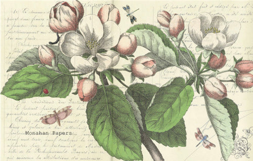 Magnolia Floral (039) X310