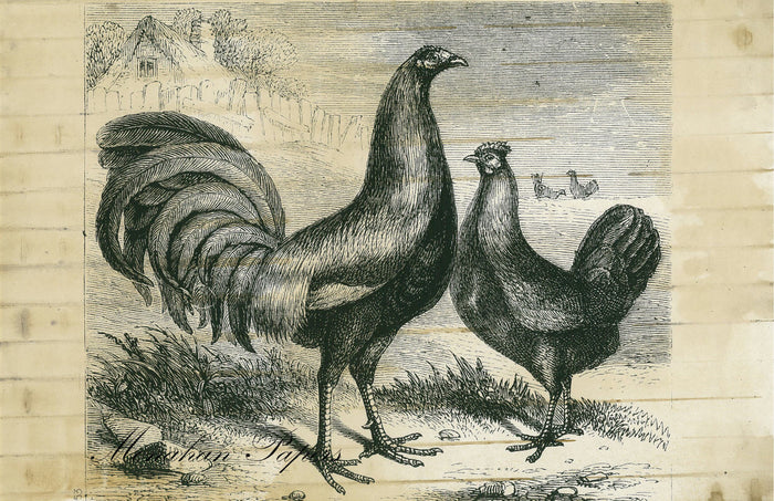 Game Fowls (010) SPS153