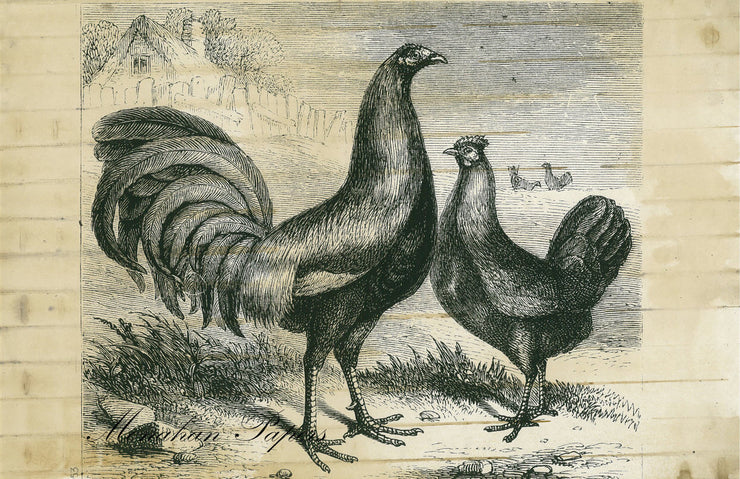 Game Fowls (010) SPS153