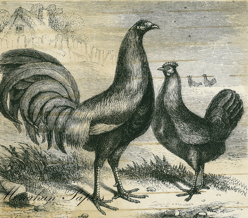 Game Fowls (010) SPS153