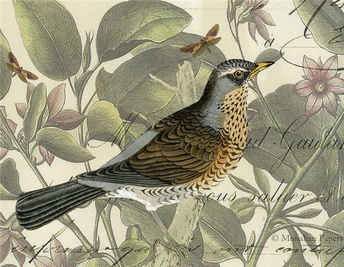 Finch & Vines (015) SPS990