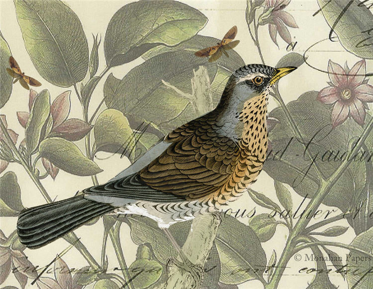 Finch & Vines (015) SPS990