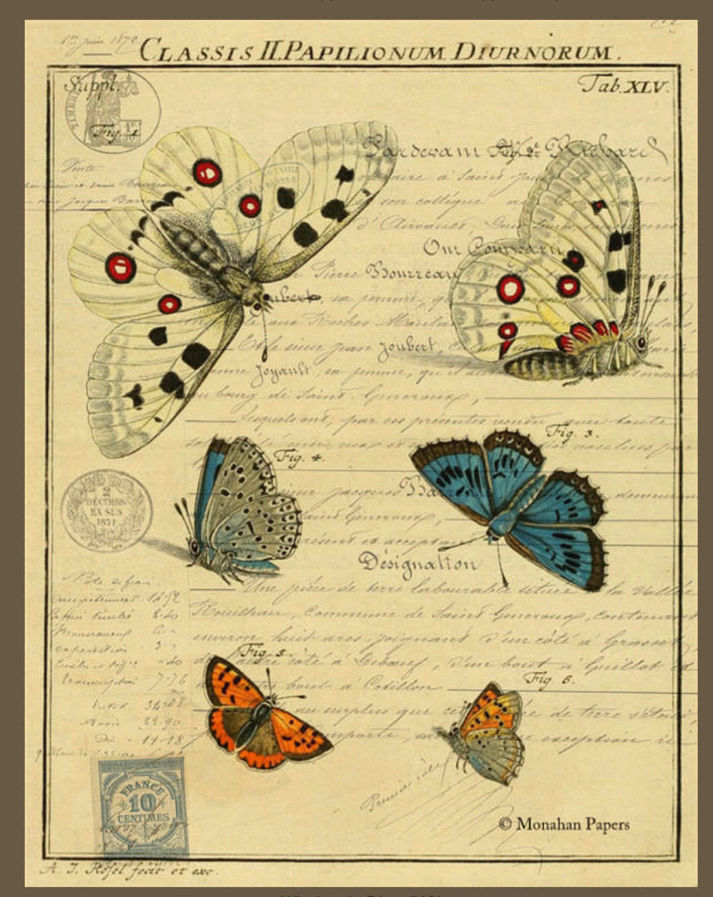 Butterflies (020) X485