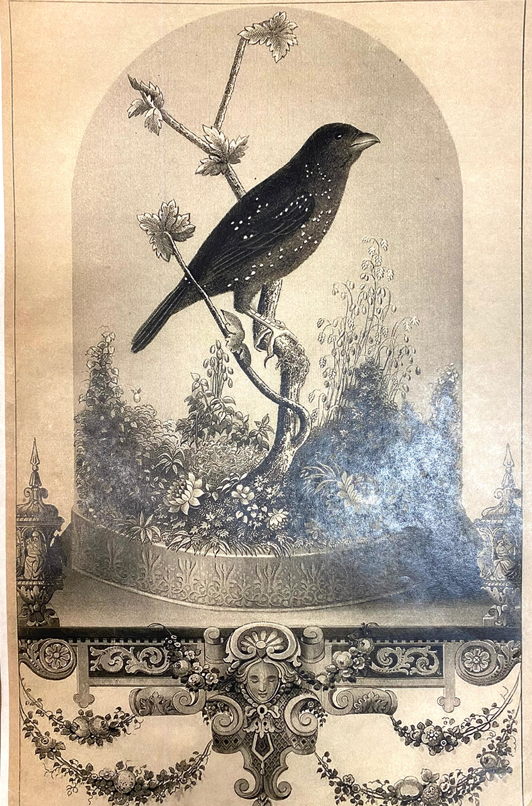 Bird under Glass (015) Mon01