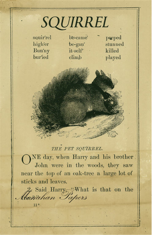 Squirrel (002) SPS104