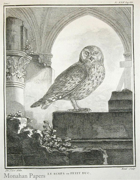 Le Scops Owl (011) SPS362