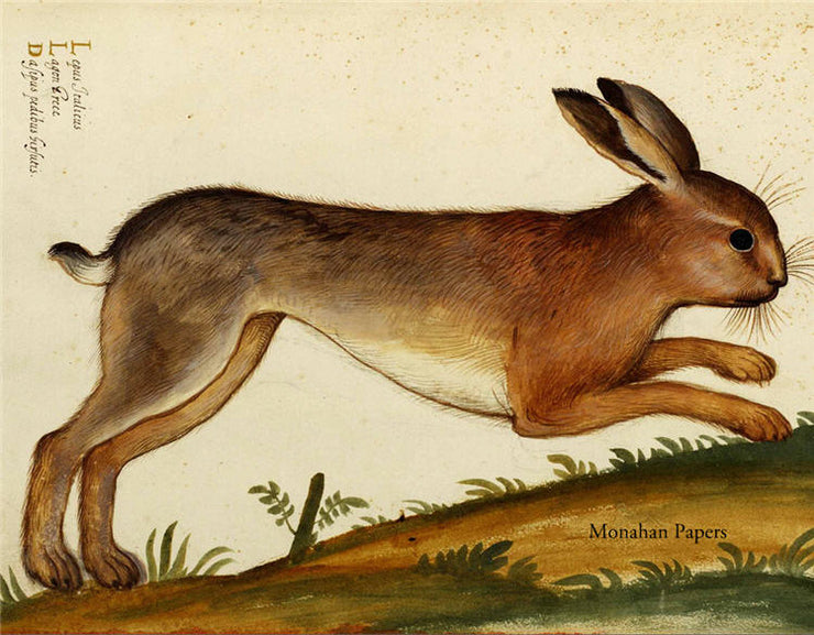 Lepus Italicus (048) SPS841