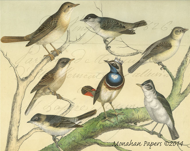 The Bird King (015) X202