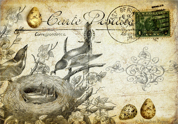 Bird Feeding Babies (015) X25