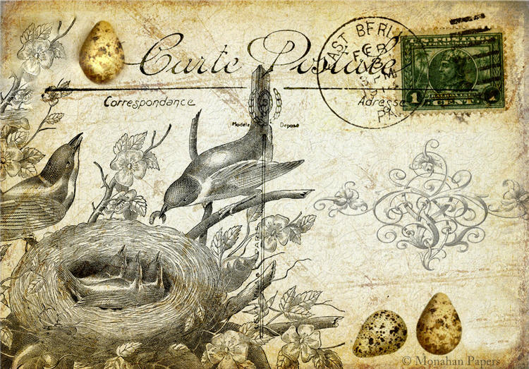 Bird Feeding Babies (015) X25