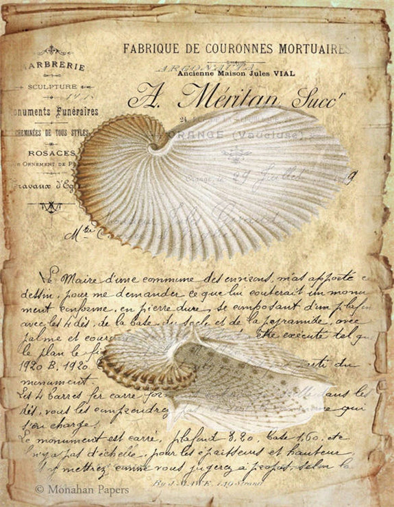 Argonauta Shell X260