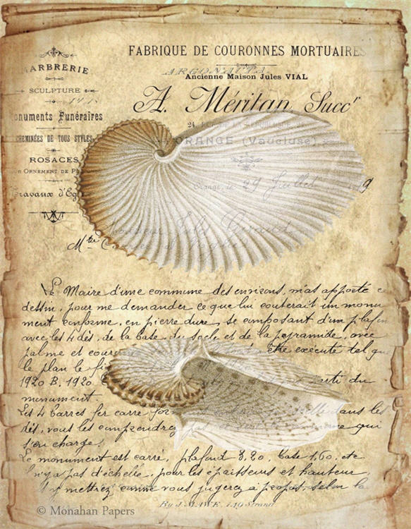 Argonauta Shell X260