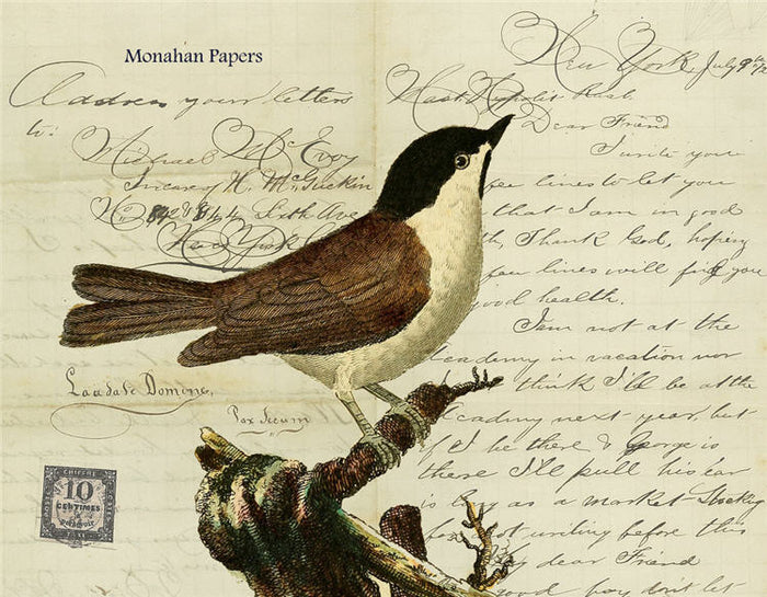 White Breasted Master Hippolis (015) X314