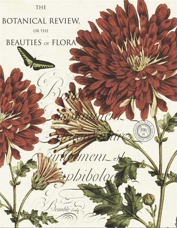 Red Chrysanthemums (036) X387