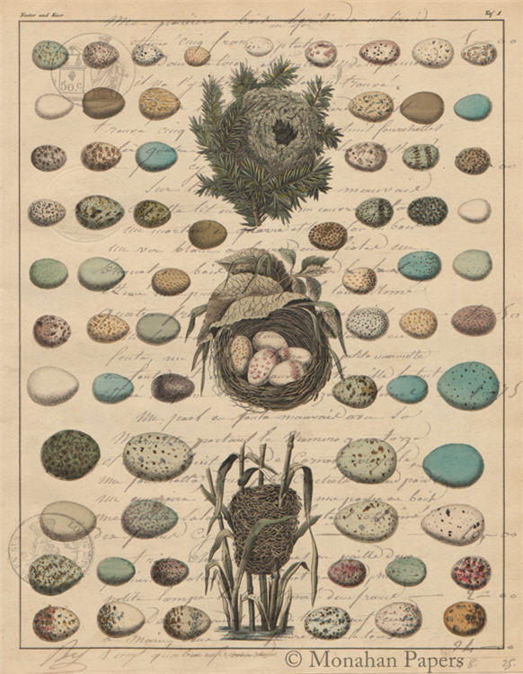 Egg Plate 2 (003) X507