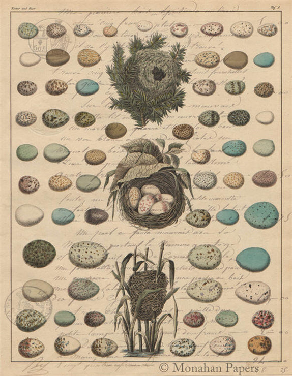 Egg Plate 2 (003) X507